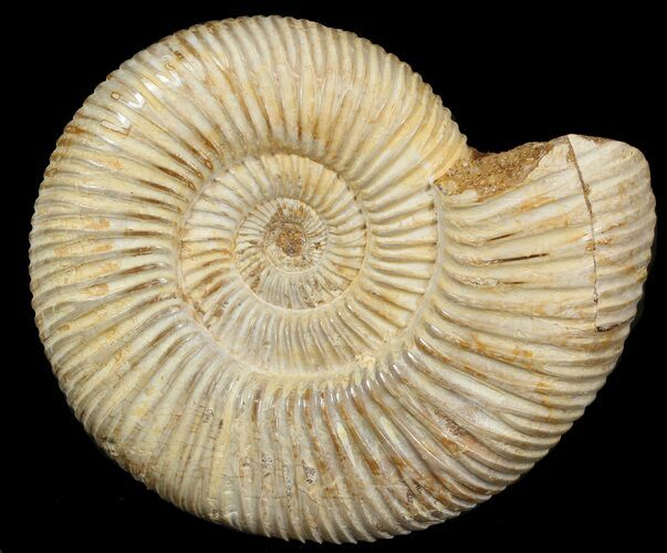 Perisphinctes Ammonite - Jurassic #46892
